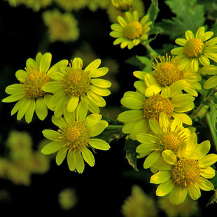 野菊花种子 泡茶小菊花山菊花 甘野菊白色黄色多年生菊花子籽