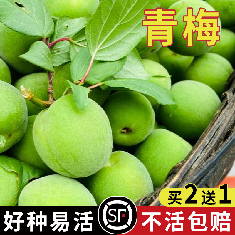 青梅种子新采收果树类绿化园林行道树灌木树仔青竹梅酸梅树籽春季,鲜花速递/花卉仿真/绿植园艺,家庭园艺种子,淘宝优惠券,粉丝福利购,淘宝优惠卷
