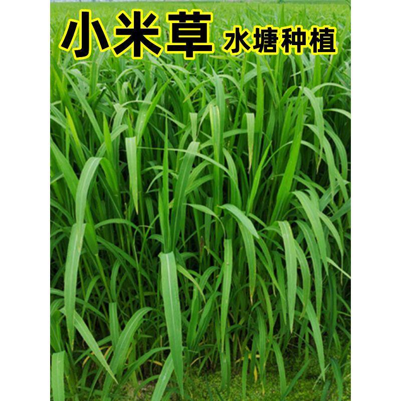 小米草种籽水草喂鱼草种子雀叶稗耐热耐水淹养殖鱼虾蟹四季牧草籽,鲜花速递/花卉仿真/绿植园艺,家庭园艺种子,淘宝优惠券,粉丝福利购,淘宝优惠卷