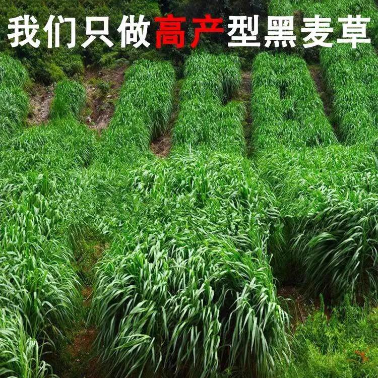 黑麦草种籽子种四季多年生牧草种子耐寒畜牧养殖草种喂猪牛羊鱼草,农用物资,牧草种子/种苗,淘宝优惠券,粉丝福利购,淘宝优惠卷