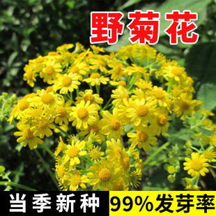 野菊花种子甘野菊花籽泡茶山菊花种孑多年生四季播种易活植物