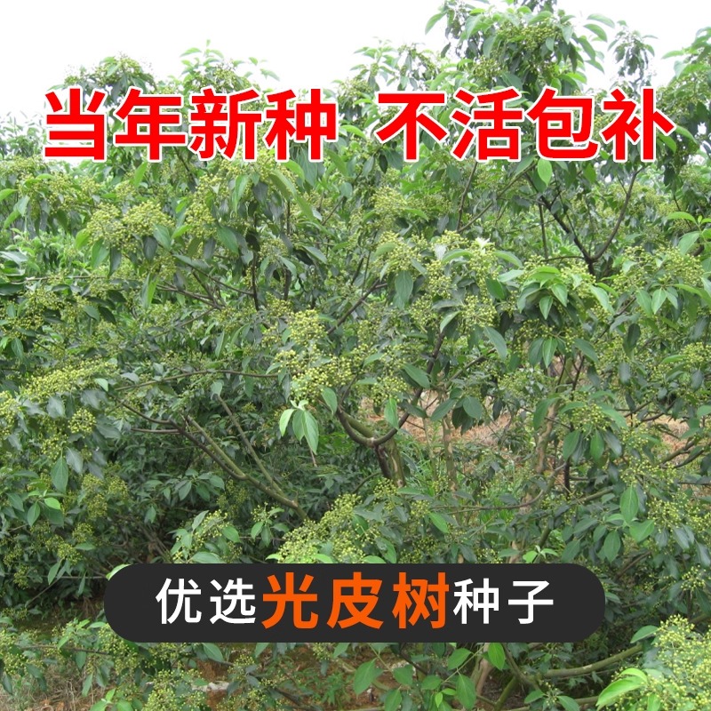 光皮梾木种子油料植物油脂食用绿肥绿化树斑皮抽水树光皮树种子籽