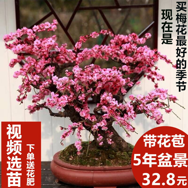梅花盆栽老桩红梅腊梅盆景花卉绿植物室内外观花耐寒