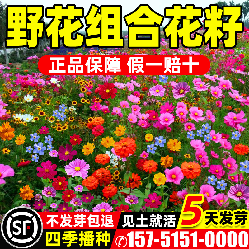 厂家直销包对版包发芽假一赔