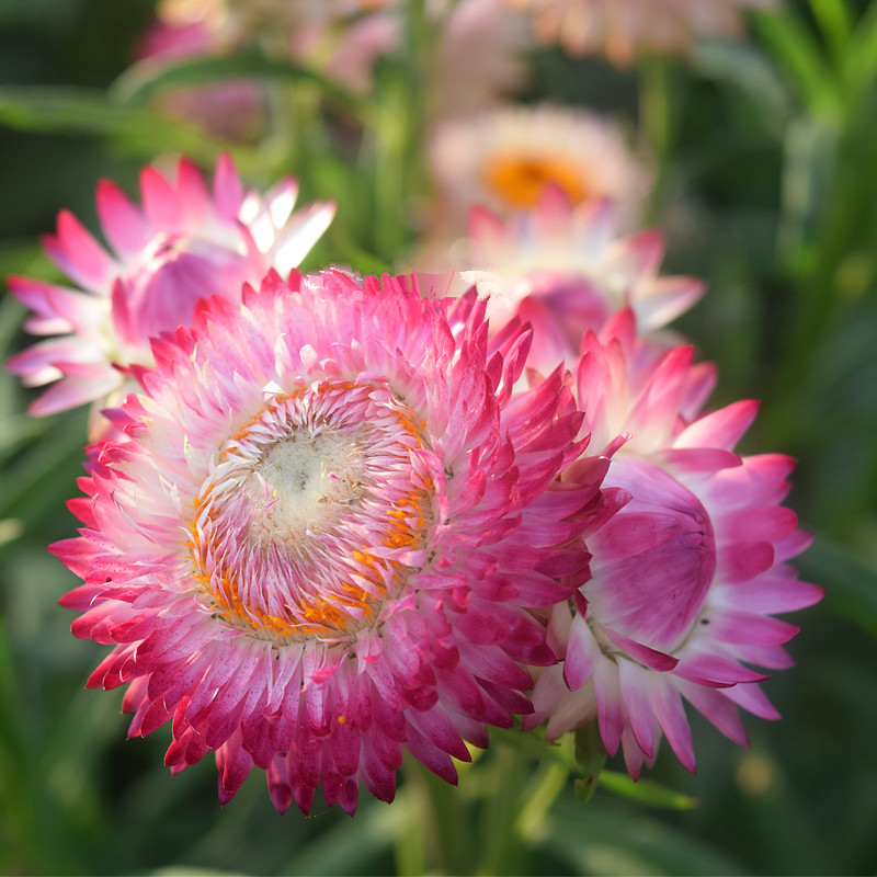 驾欲春季秋麦秆菊种子腊