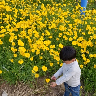 金鸡菊花籽多年生宿根矮生大花金鸡菊花种籽子四季易活单瓣重瓣