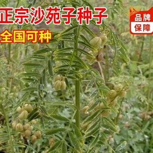 沙苑子新货药材种子中药材沙苑籽种子茶潼蒺藜夏黄草沙宛子