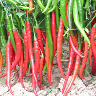 新种辣椒种籽多年生辣椒树种子高产湖南辣椒种孑超级辣的辣椒树籽