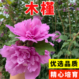 木槿种子 红花木槿种子 重瓣 朱槿 绿化林木苗木植物树种子