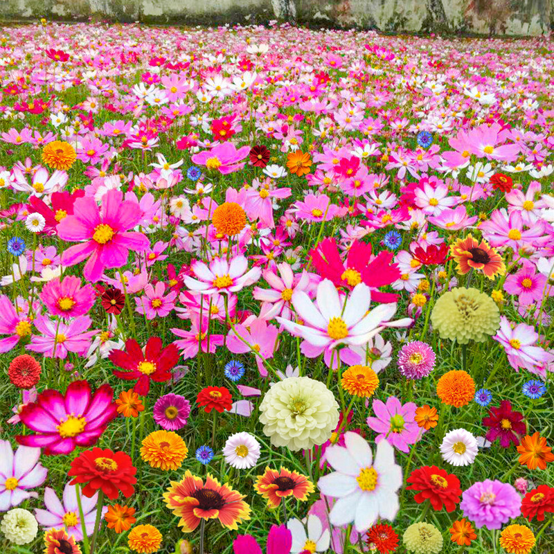 野花组合花种籽子格桑花籽四季播
