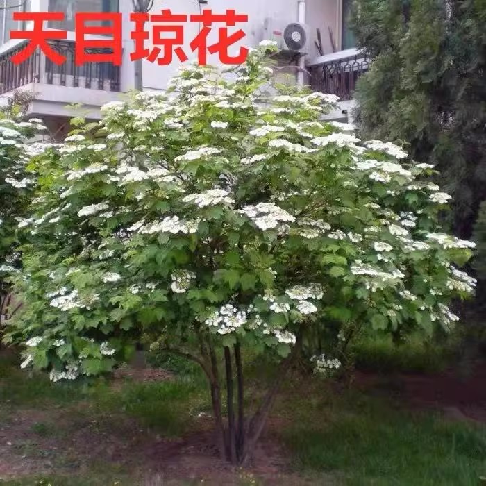 天目琼花种子庭院大花花卉中华乔木本绣球花树盆栽斗球马球琼花籽