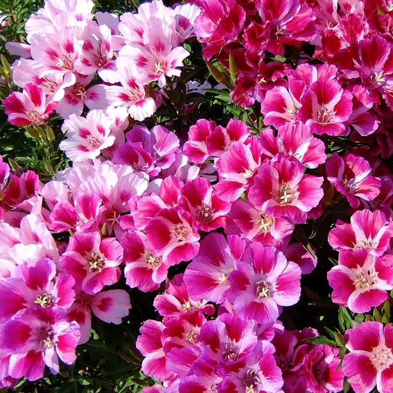 古代希稀花种子别春花高代花籽阳台盆栽室外庭院春秋开花四季易种,鲜花速递/花卉仿真/绿植园艺,家庭园艺种子,淘宝优惠券,粉丝福利购,淘宝优惠卷