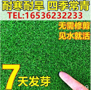 进口草坪种子护坡绿化工程用草籽狗牙根黑麦草马尼拉四季常青耐踩