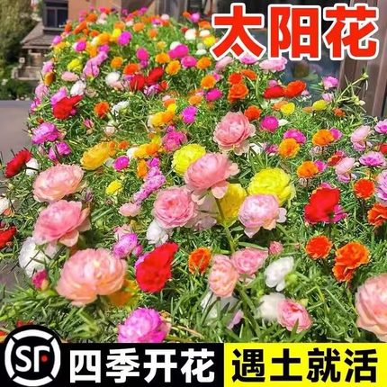 重瓣太阳花种孑小雏菊花种籽子室内外观花卉植物花籽四季播种开花