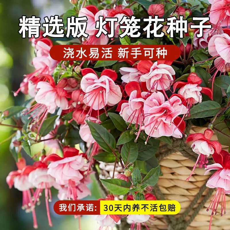 倒挂金钟 灯笼花花种子 吊钟海棠 室内盆栽香草植物四季播种花卉