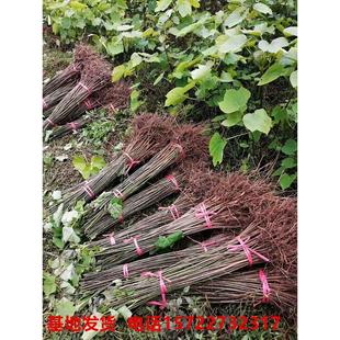 油桐子树苗g桐树种子大型乔木庭院绿植花卉油桐树种子