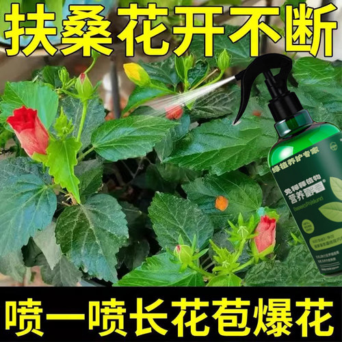 扶桑花专用肥料营养液朱槿肥料赤槿佛桑喷叶状元红有机肥开花肥料