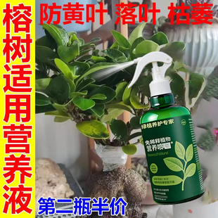 榕树营养液猛长新芽】黄金榕孟加拉防黄叶烂根壮苗根免稀释用肥料