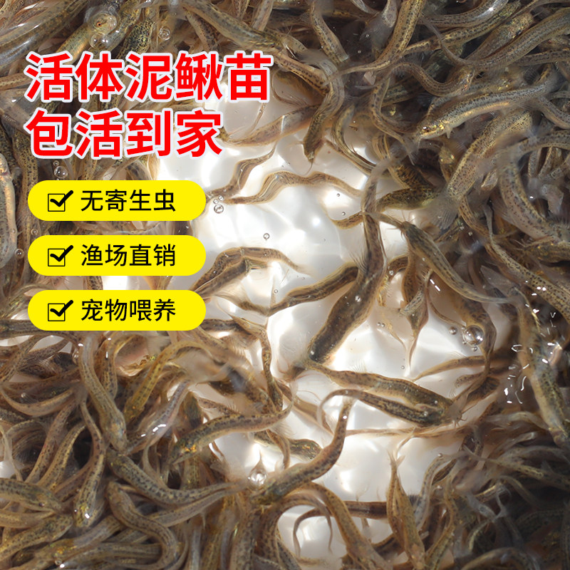 台湾泥鳅苗鲜活泥鳅饵料龙鱼筏钓活体喂龟养殖专用小泥鳅苗鱼苗