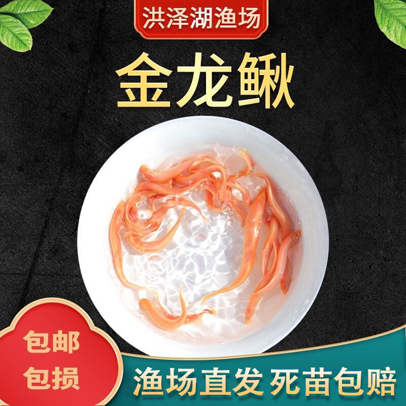 黄金泥鳅活体观赏鱼清道夫工具鱼免打氧耐活鱼缸清洁冷水鱼包邮图片