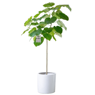 日本爱心榕心叶榕盆栽室内大型绿植客厅植物伞榕一物一拍ins茶室