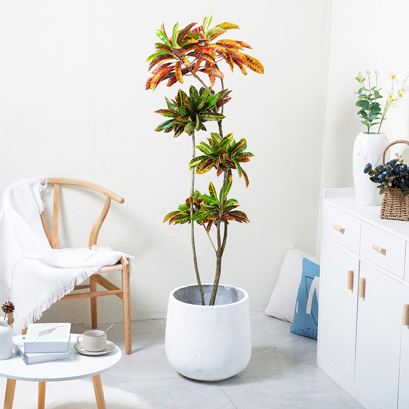 造型变叶木植物基地直发可选树型