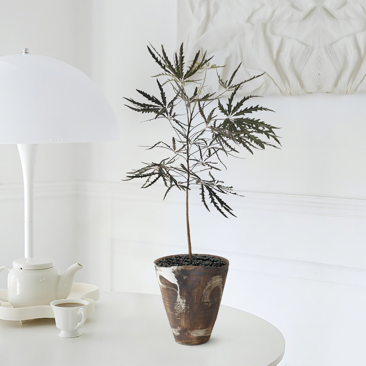 孔雀木盆绿植室内客厅办公室桌面植物卧室中古风玄关好养植物盆栽,鲜花速递/花卉仿真/绿植园艺,大型绿植/成品组合盆栽,淘宝优惠券,粉丝福利购,淘宝优惠卷