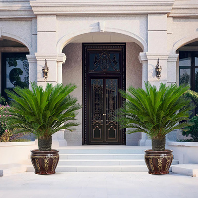 铁树盆栽苏铁绿植别墅门口大植物