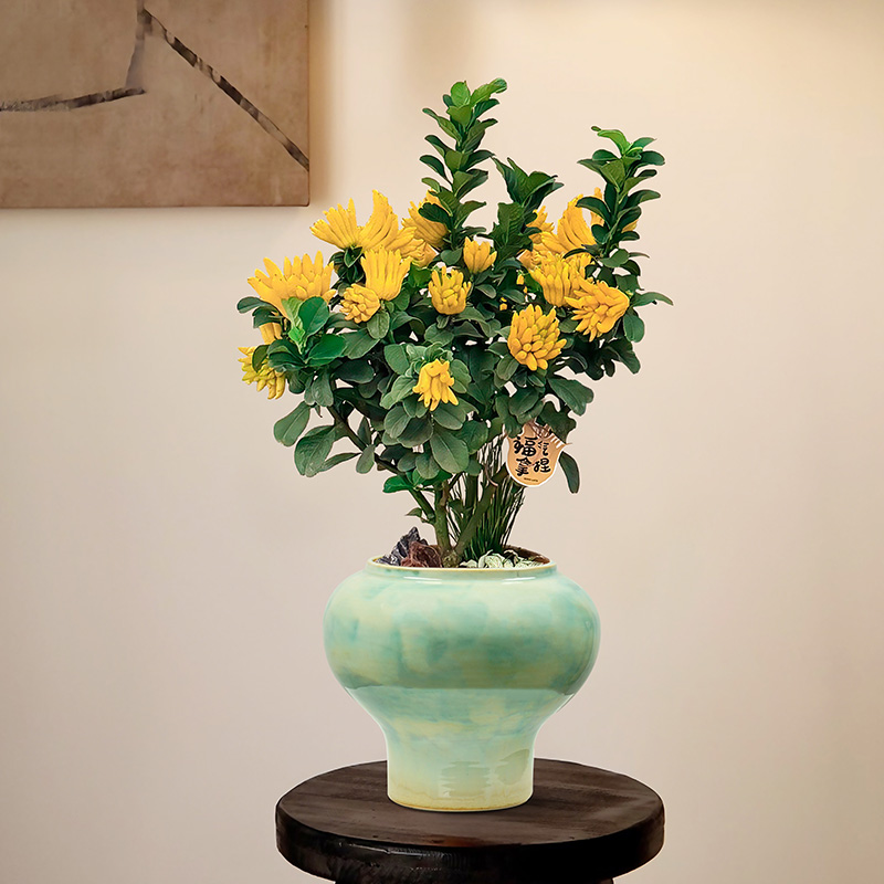 佛手柑盆栽带果客厅绿植桌面盆景