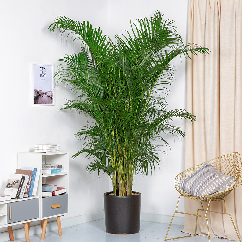 散尾葵植物大盆栽净化空气除甲醛