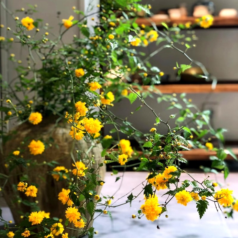 多季节开花重瓣棣棠花苗盆栽庭院耐荫爬藤攀缘花卉绿植物浓香耐寒