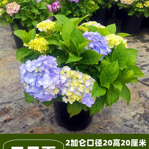 无尽夏绣球花苗带花苞四季开花绣球花大苗加仑盆栽庭院卉室内植物