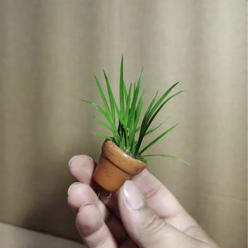 拇指盆栽超级迷你蕨类苔藓微景观创意小植物桌面盆景可爱鲜活绿植