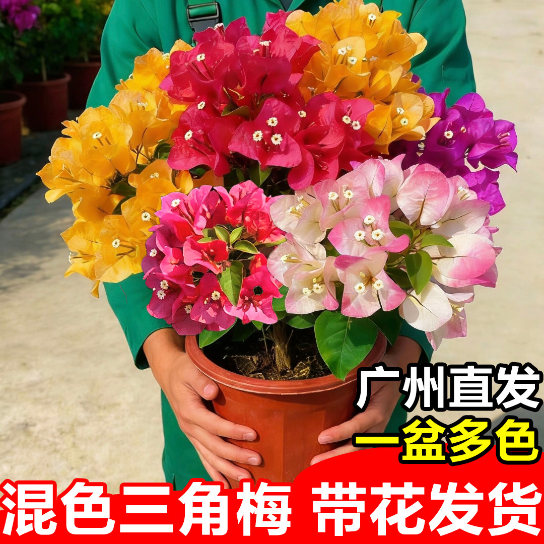 多色三角梅盆栽带花重瓣花树苗四季花卉阳台庭院爬藤老桩植物好养
