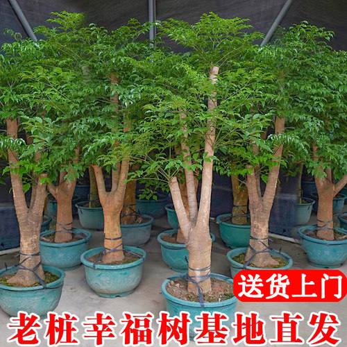 幸福树客厅大盆栽老桩室内庭院大型绿植净化空气四季好养盆景植物