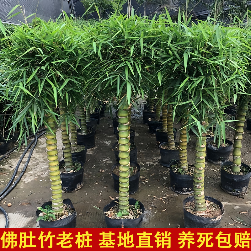 佛肚竹老桩盆景苗室内客厅大绿植四季常青庭院造景竹子好养活植物