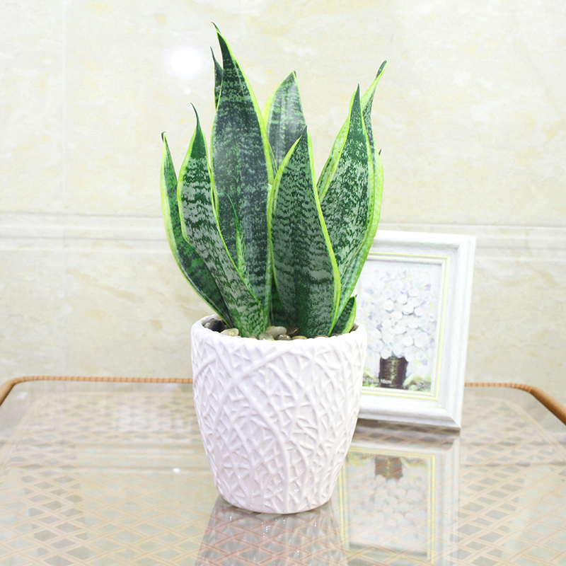 绿植金边虎皮兰办公植物苗花卉