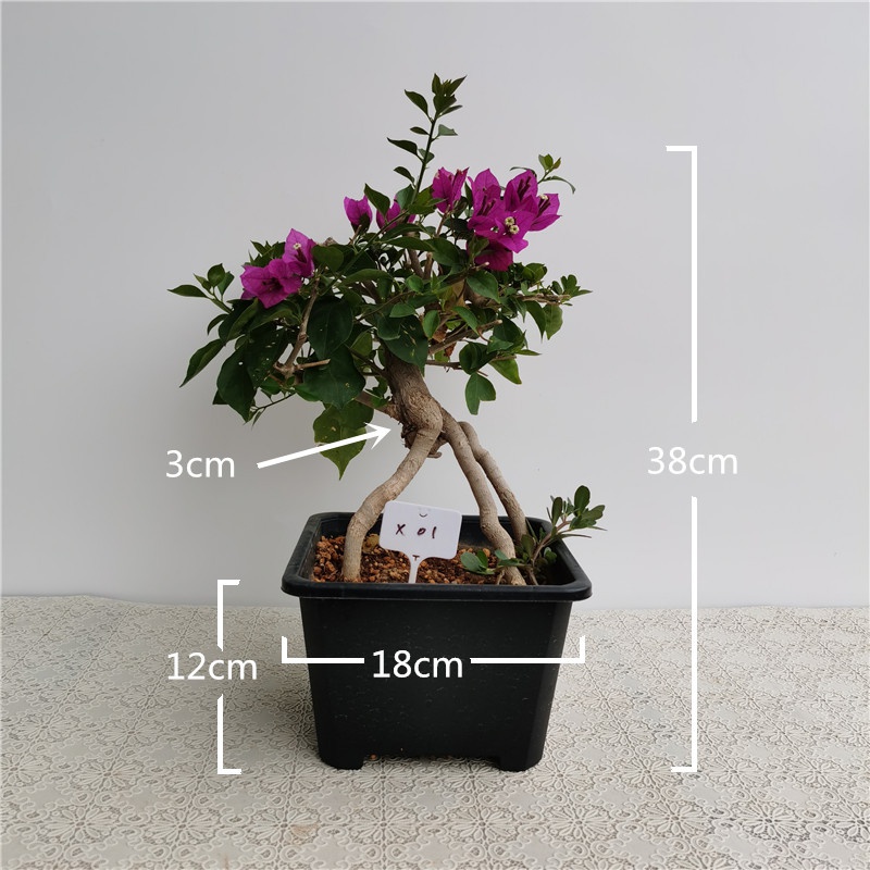 新品小叶紫三角梅稀有盆栽提根造型带花小苗原生熟桩