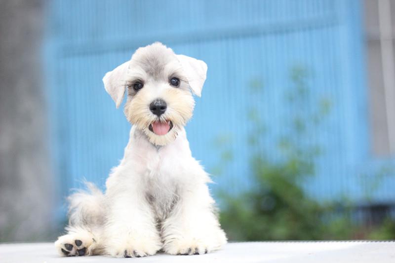 纯种雪纳瑞幼犬幼犬纯种双血统小狗狗