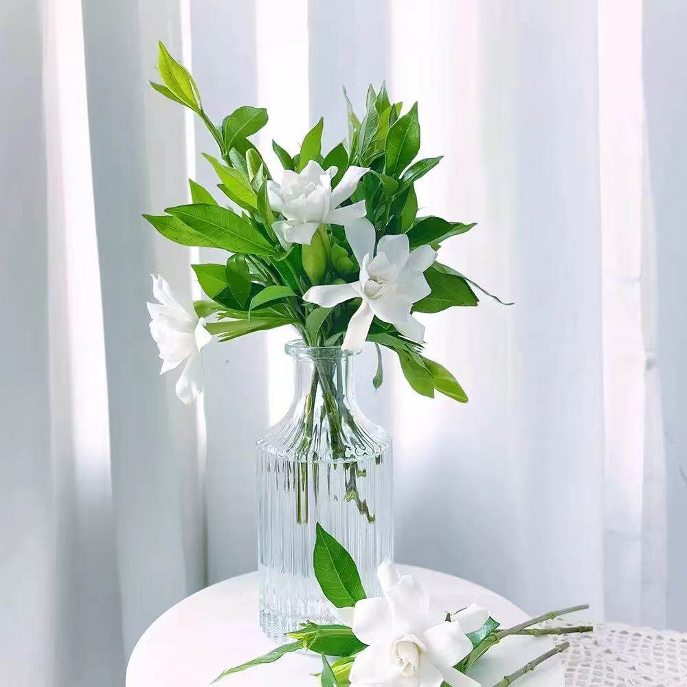 栀子花鲜花切花苞小叶栀子水培栀