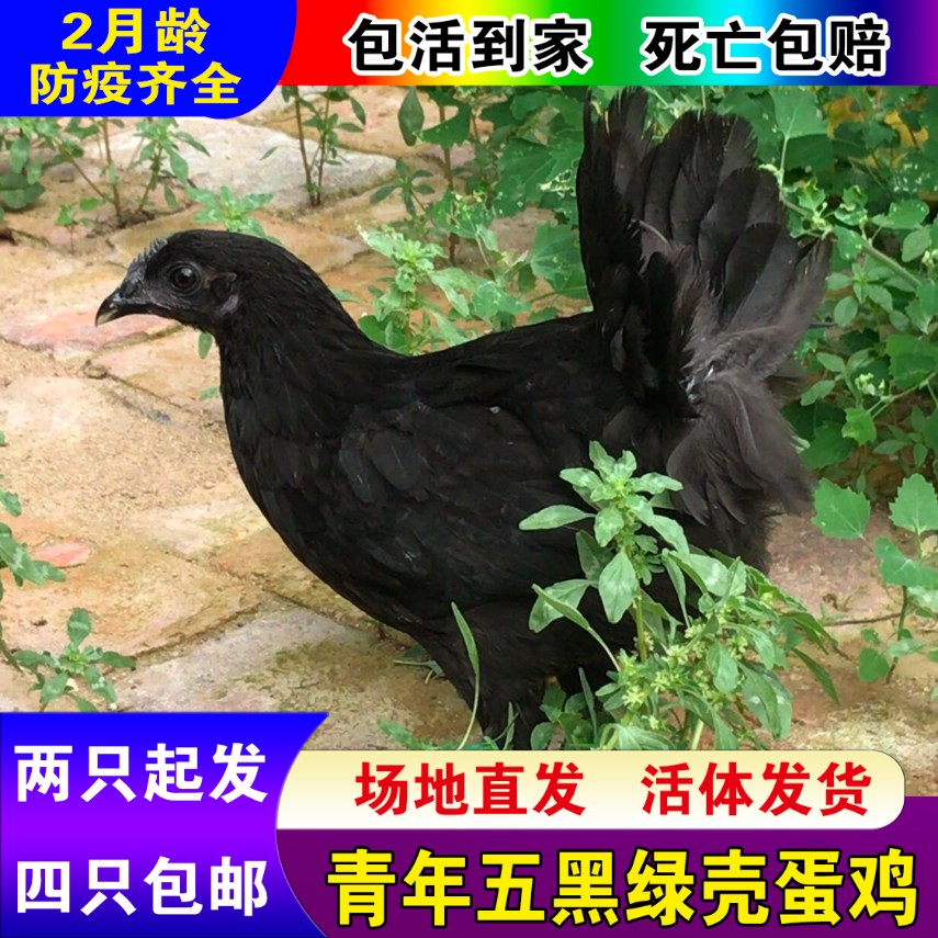 一斤重纯种五黑鸡活体活苗包邮