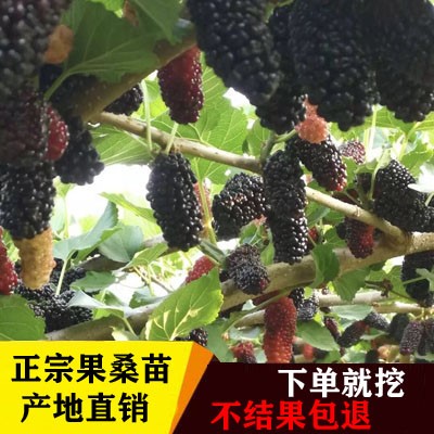 桑葚果桑苗桑果树苗当年结果 台湾长果桑苗大十果桑苗桑葚树种苗