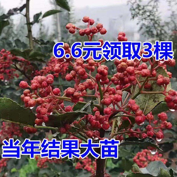 花椒树苗高产少刺大红袍狮子头黄盖花椒苗南北方种植篱笆当年结果