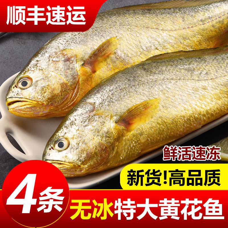 大黄花鱼新鲜冷冻生鲜小黄花鱼宁德深海鱼黄鱼鲞海鲜鱼类整箱商用