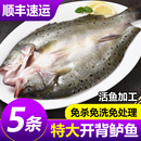 开背海鲈鱼新鲜冷冻深海鱼七星鱼三去卢鱼海鲜水产烤鱼半成品商用