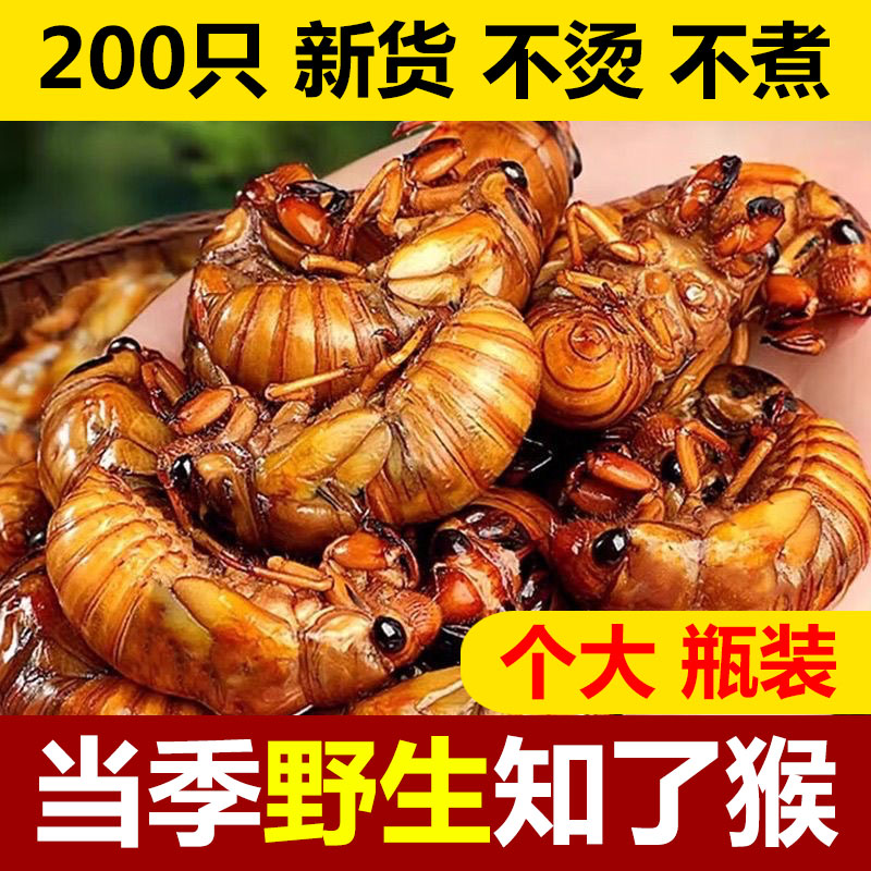 新货大号金蝉活体速冻