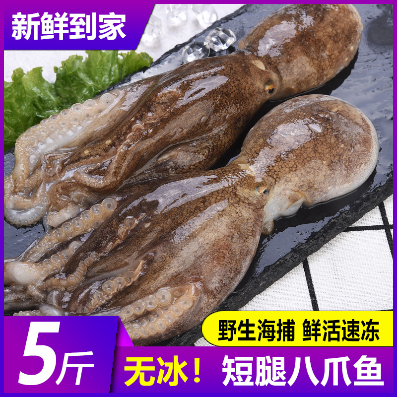八爪鱼新鲜小章鱼海鲜水产鲜活小八爪鱼冷冻超大八抓鱼迷你大爆头