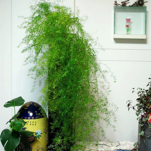 天门冬不开花好养活室内