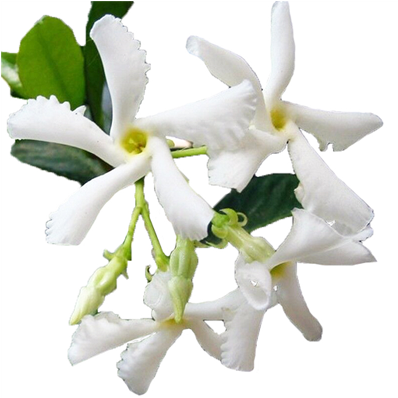 浓香花卉阳台白兰花树苗盆栽黄角兰观叶花卉四季植物白色玉兰花