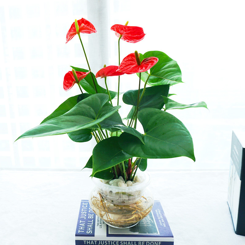 水培红掌盆栽白掌植物一帆风顺室内桌面水养花卉鸿运当头四季开花